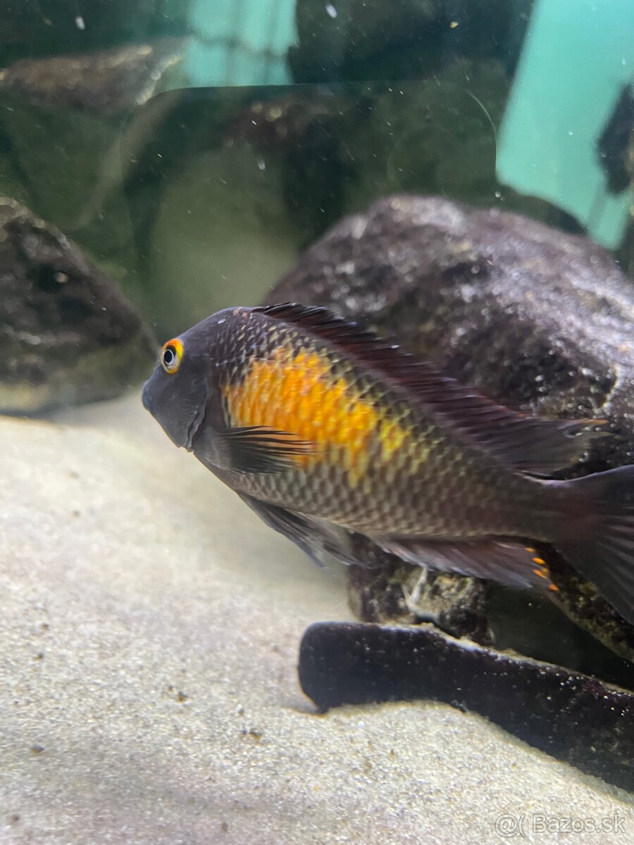 Predam Tropheus Moorri Kasakalawe WF - 3