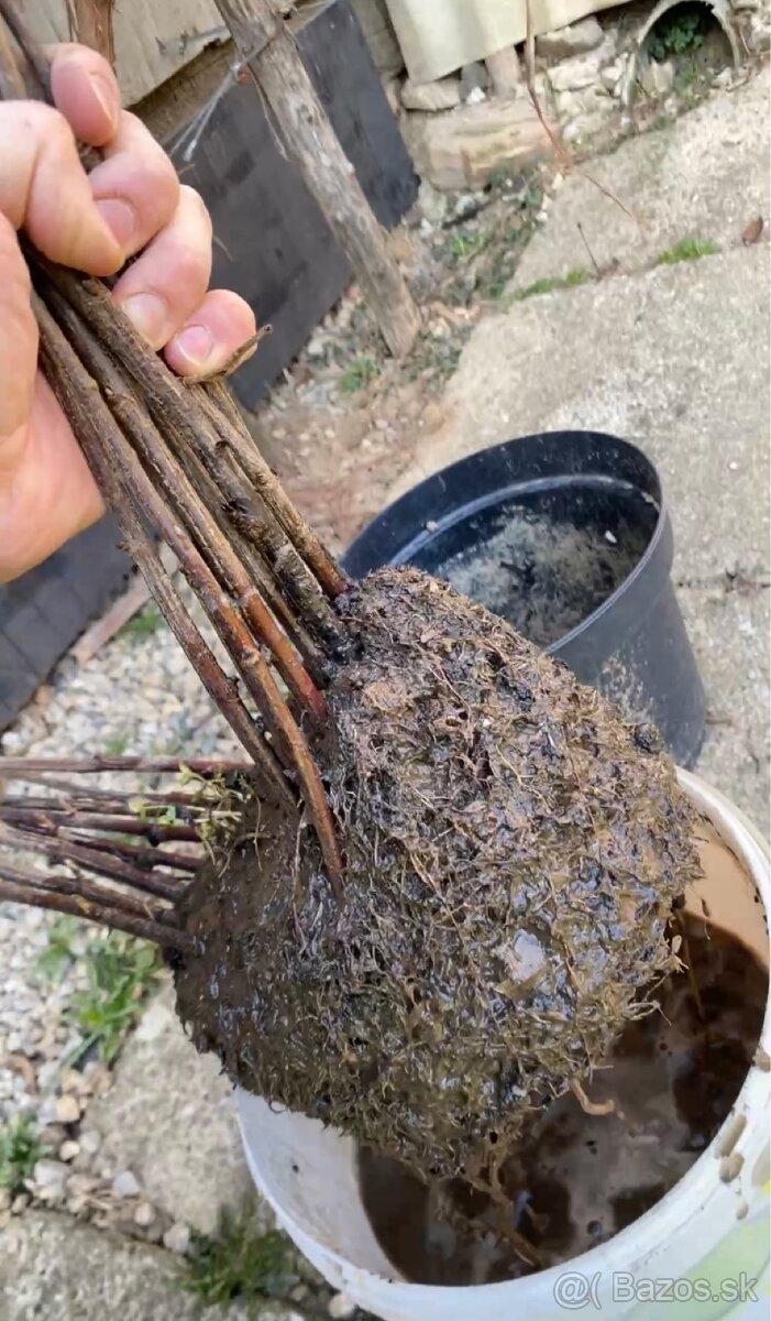 Čierne, červené ríbezle - 3