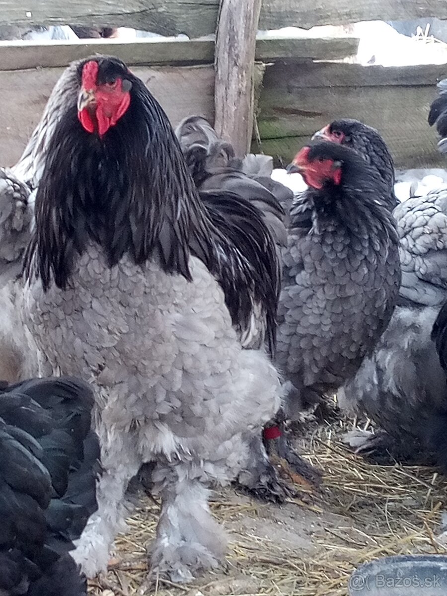 NV Brahman modré čierne 1,50€ - 3