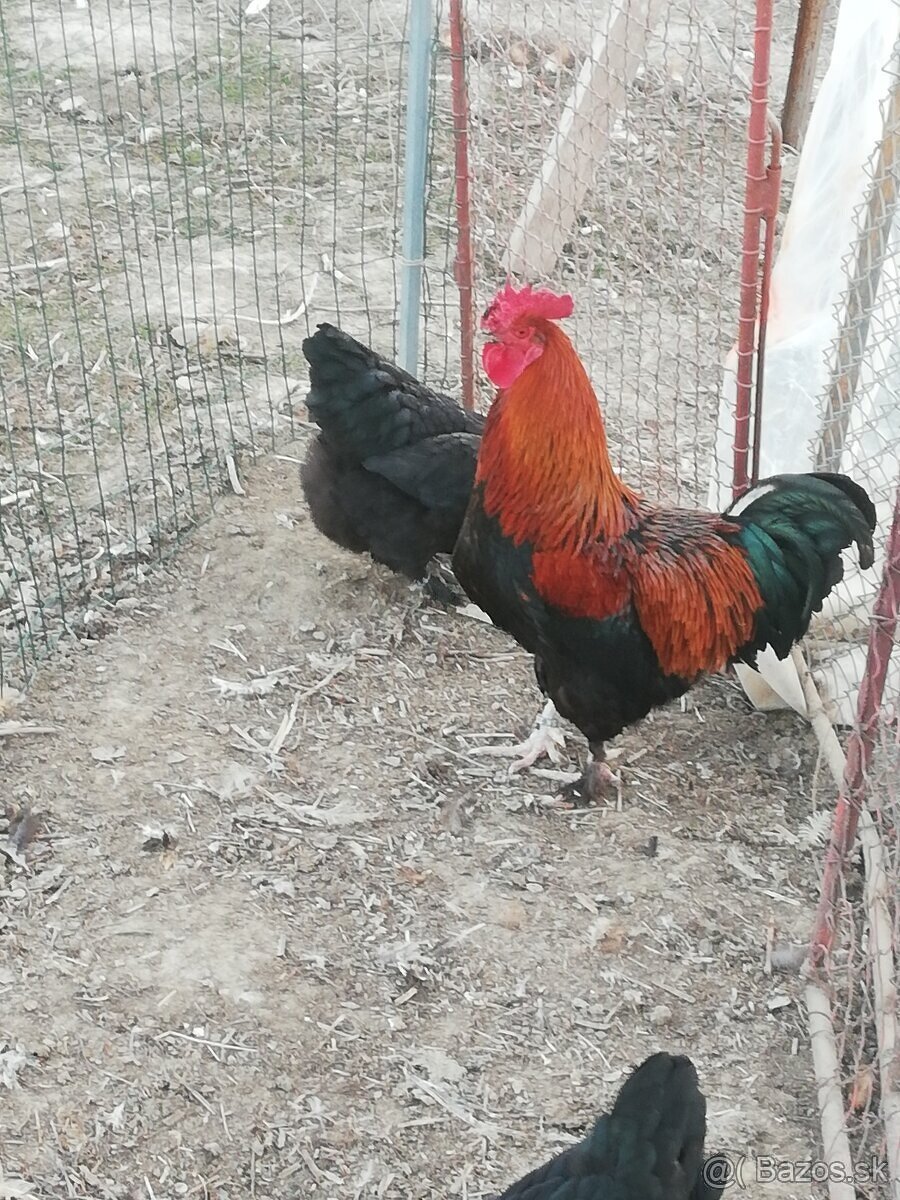 Cream legbar, marans a vlaška jarabičia /leghorn brown/ - 3