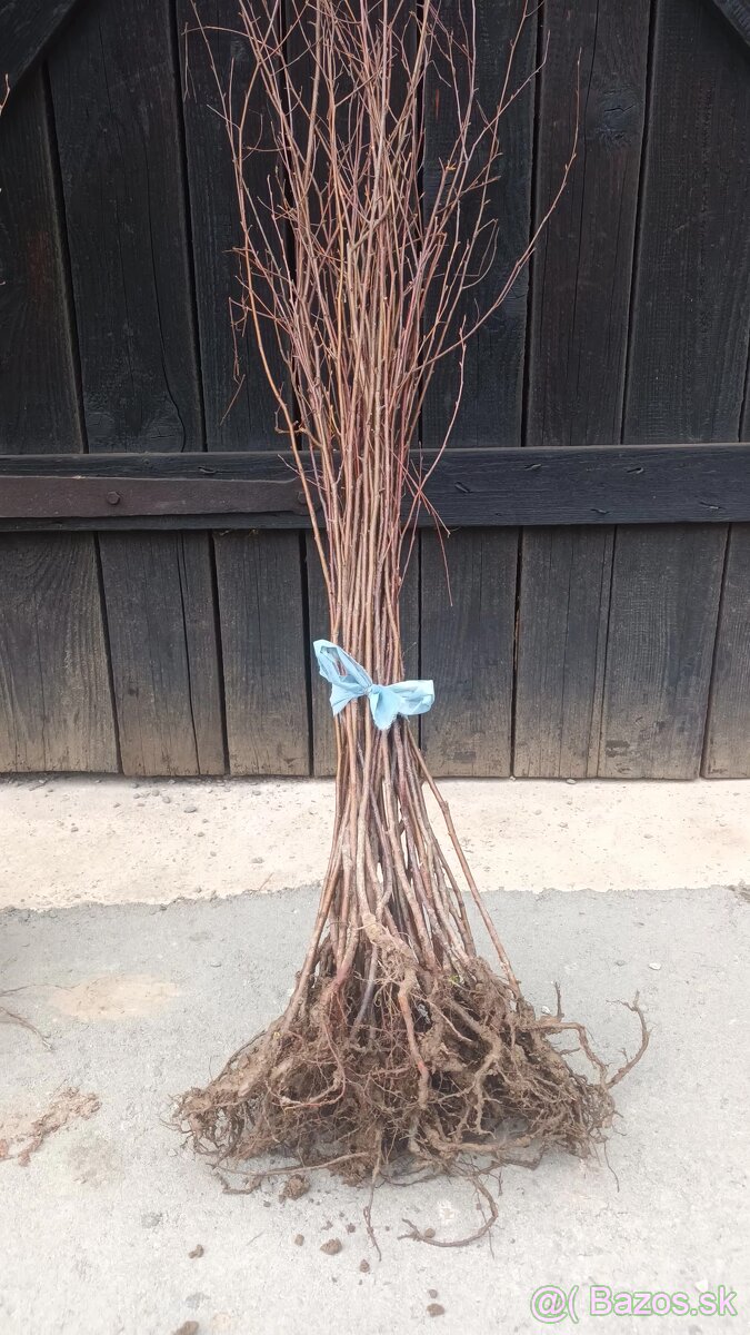 Lipa malolista, smrek červený - 3