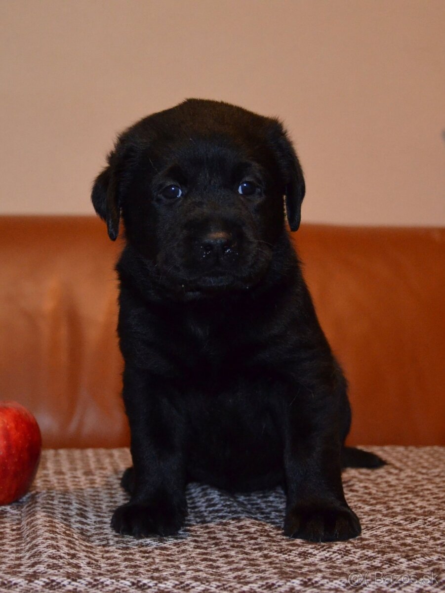 Labrador retriever šteniatka s PP - 3