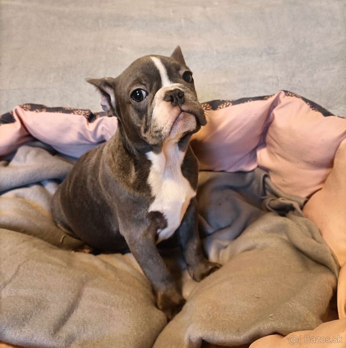 Šteniatka k odberu, Francúzsky buldoček, modré psy a čierna - 3