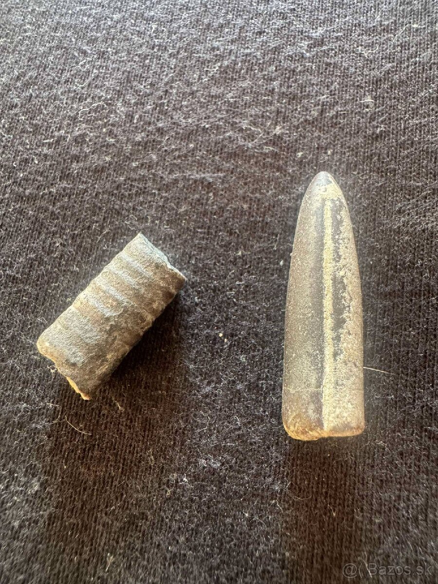 Skameneliny Orthoceras - 3