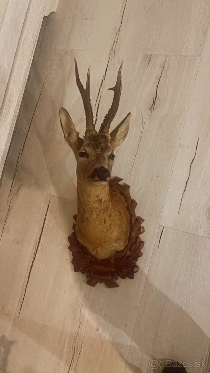 Trofej ,preparat ,srnec ,parohy ,parožie - 3