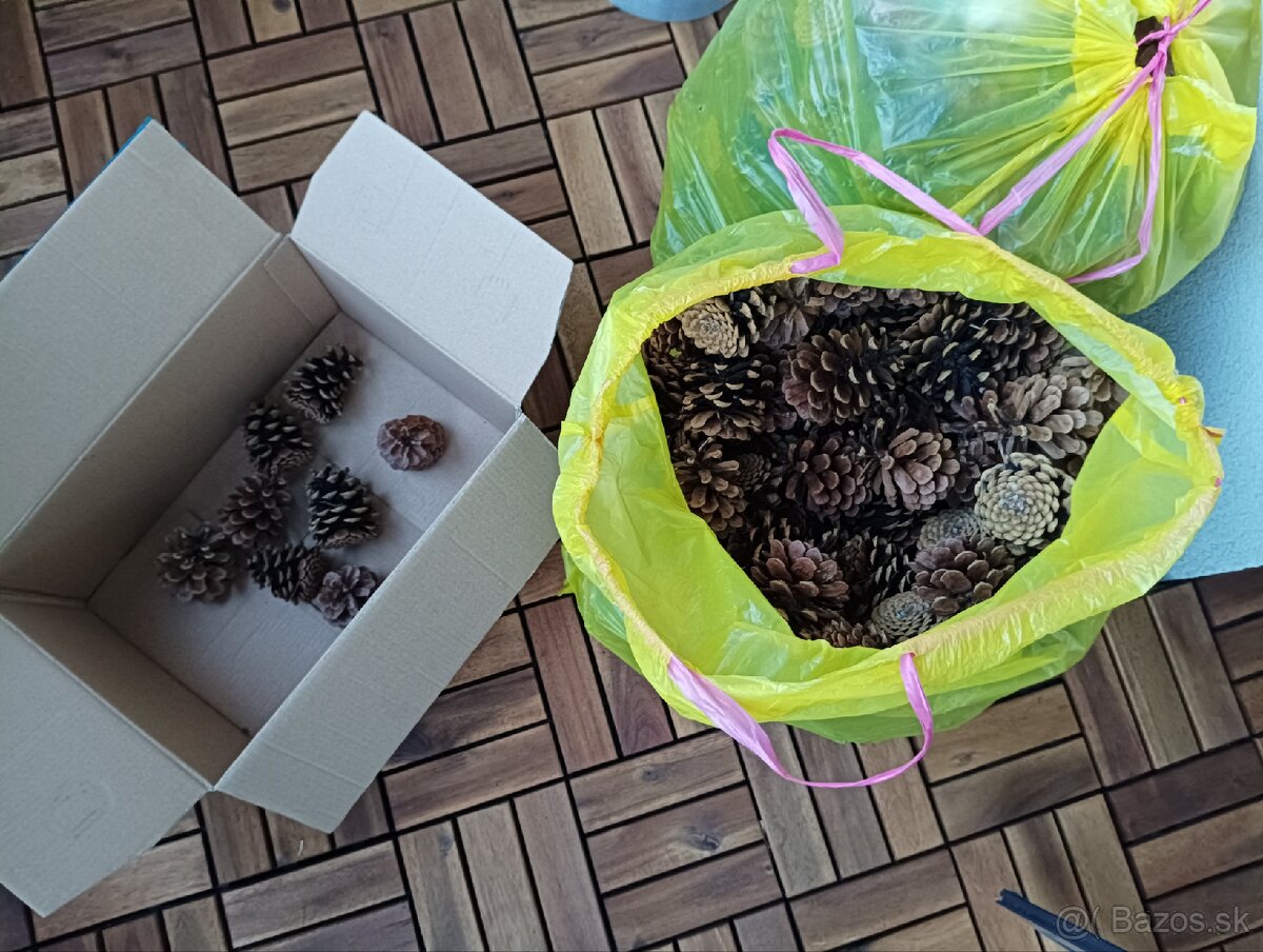 Borovicové šišky - 3