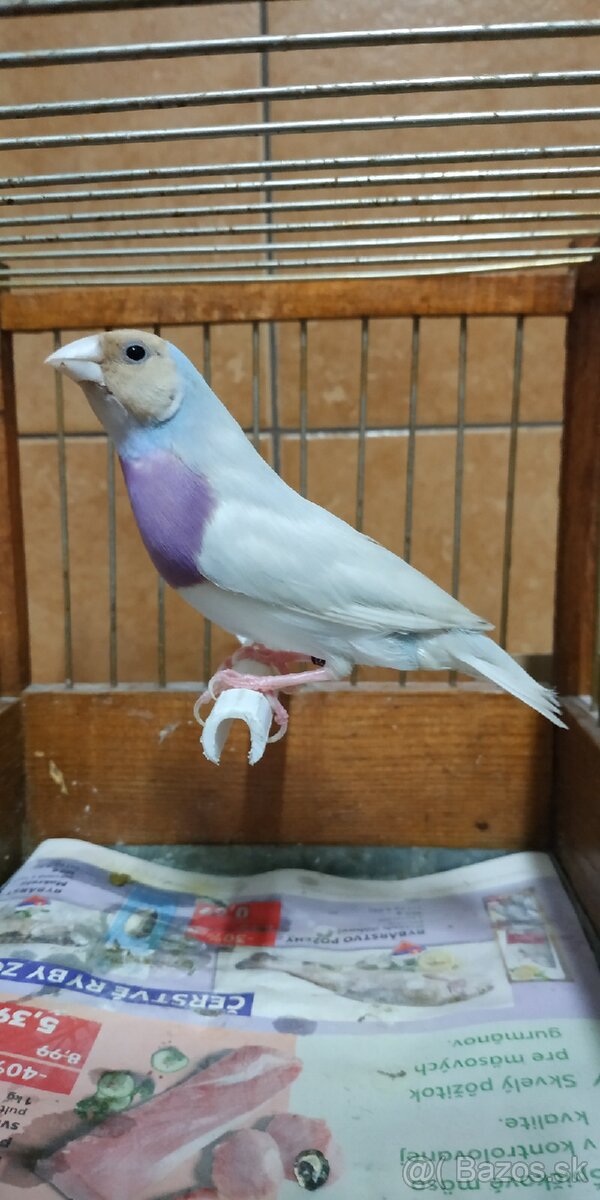 Predám amadina gouldová - 3