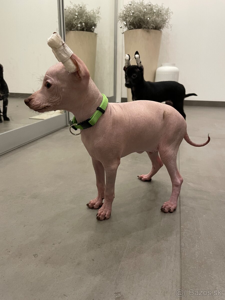 Peruánsky naháč malý - POSLEDNÝ VOĽNÝ PSÍK - 3