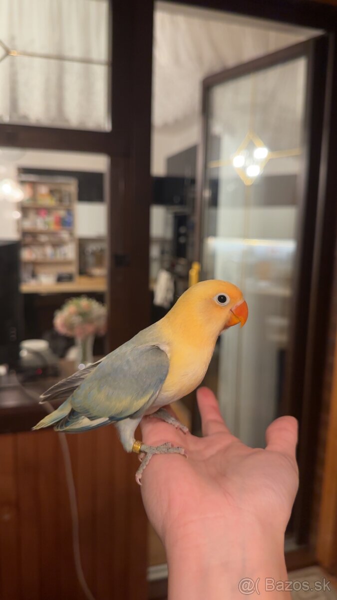 rucne dokrmene agapornisy - 3