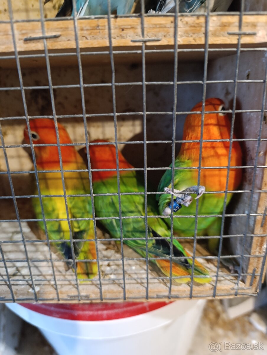 Agapornis,krmivo - 3