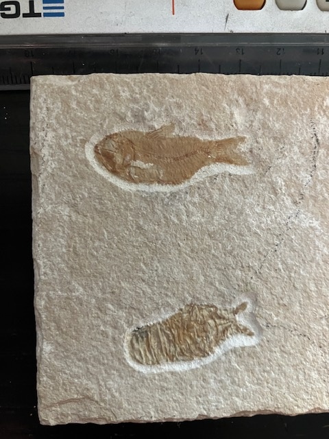 Fosília, skamenelina, rybka - inzerát č.11 Libanon - 3