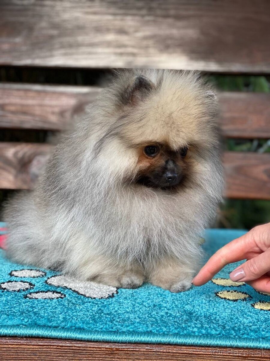 Pomeranian Exkluzivní Fenečka PP FCI - 3
