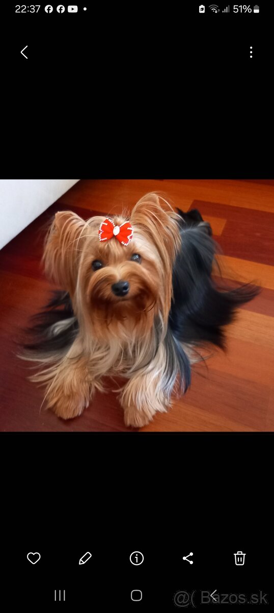 Yorkshire teriér s PP jorkšírsky terier - 3