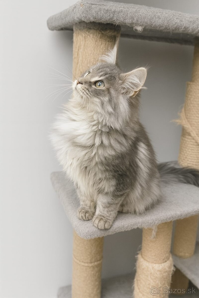 Mainská mývalia,maine coon,MCO - 3