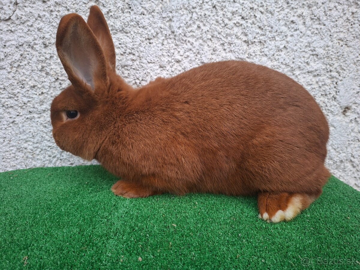 Novozélandský červený - 3