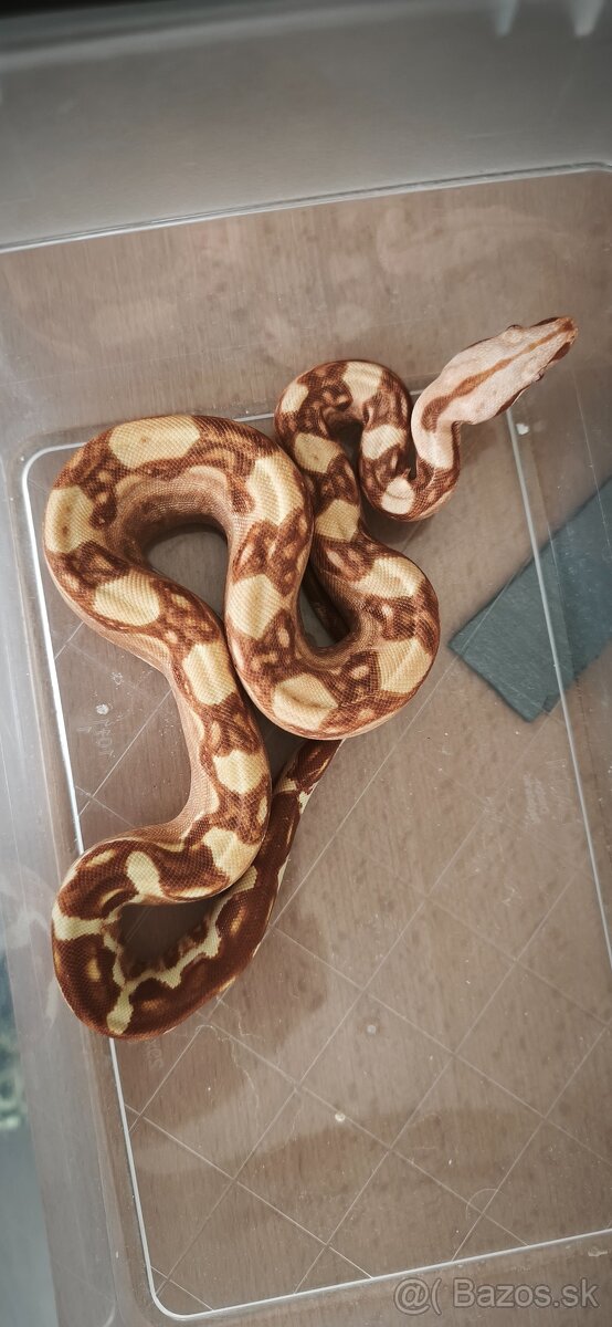 Velhad kralovsky sunglow - 3