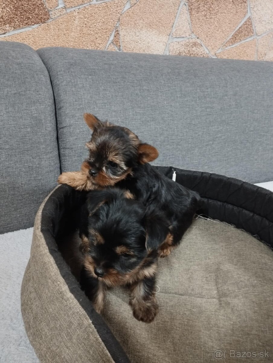 Yorkshire terrier, yorkshirsky terier, york - 3