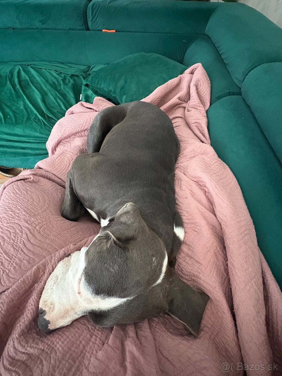 Darujem stafordku - 3