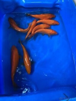 KOI Kapor - 3