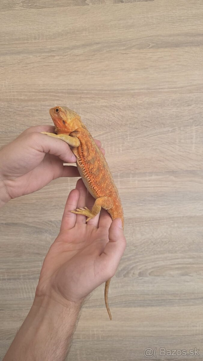 Agama bradatá (Pogona vitticeps) - 3