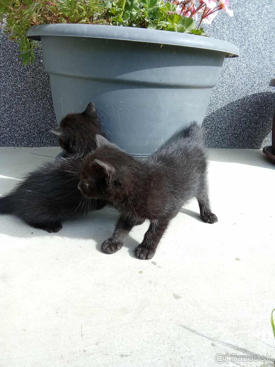 Darujem mačiatka - 3