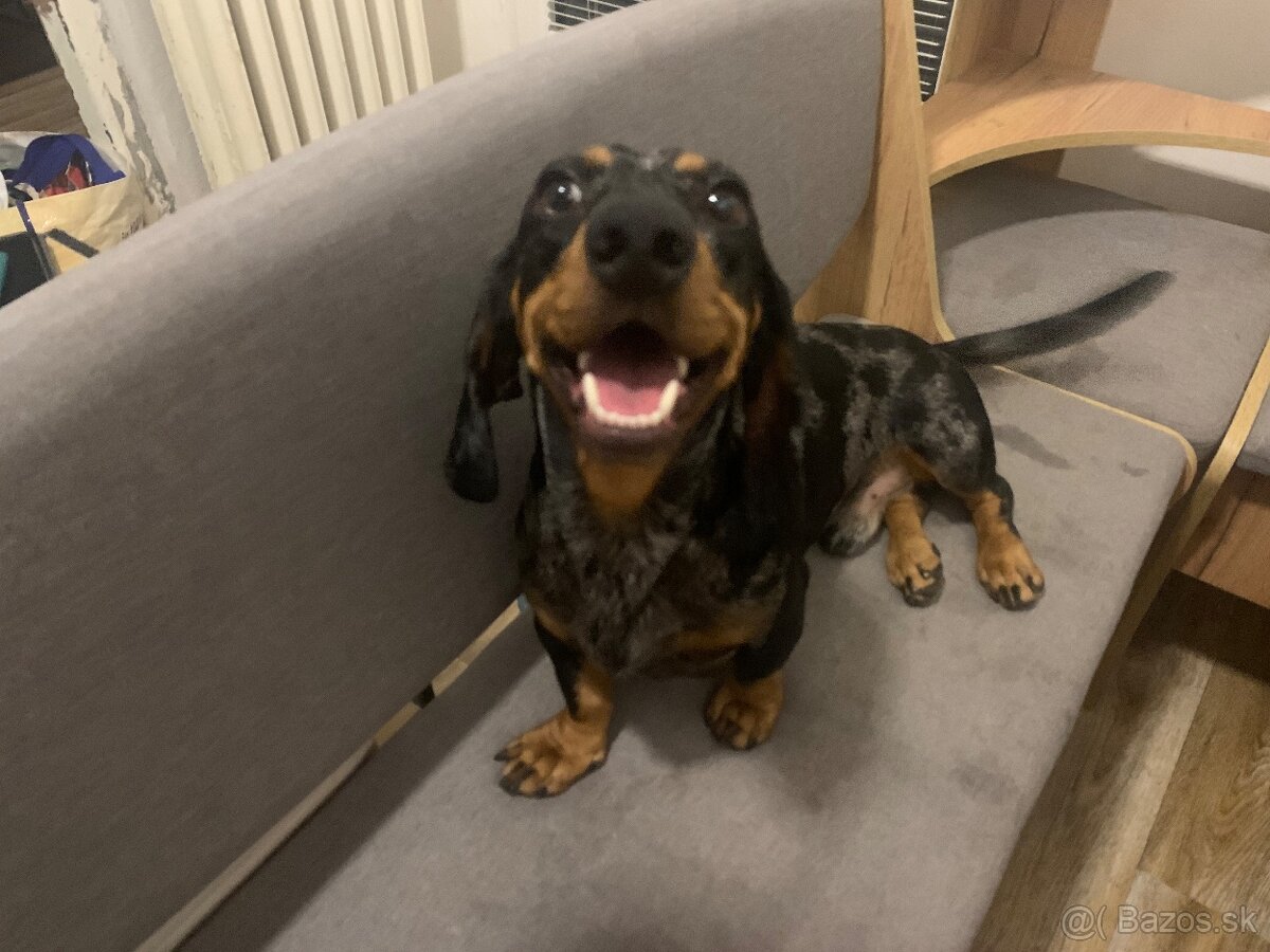 Darujem dvoch 1,5 ročných čistokrvných jazvečíkov len spolu - 3