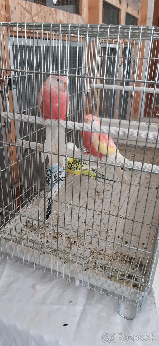 Neofema burková ružová rubino. - 3