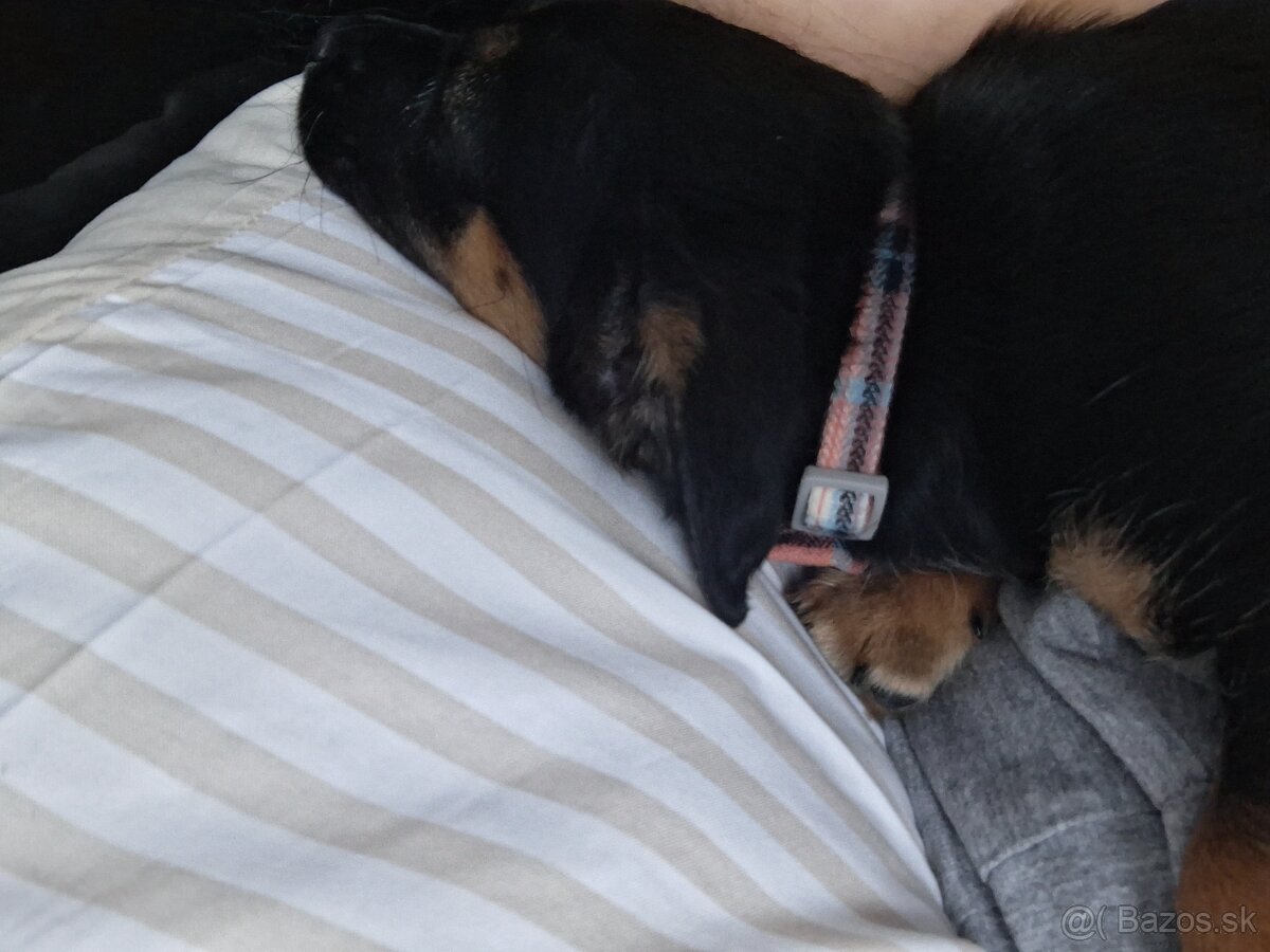 Predam ŠTENIATKO DORKIE - 3