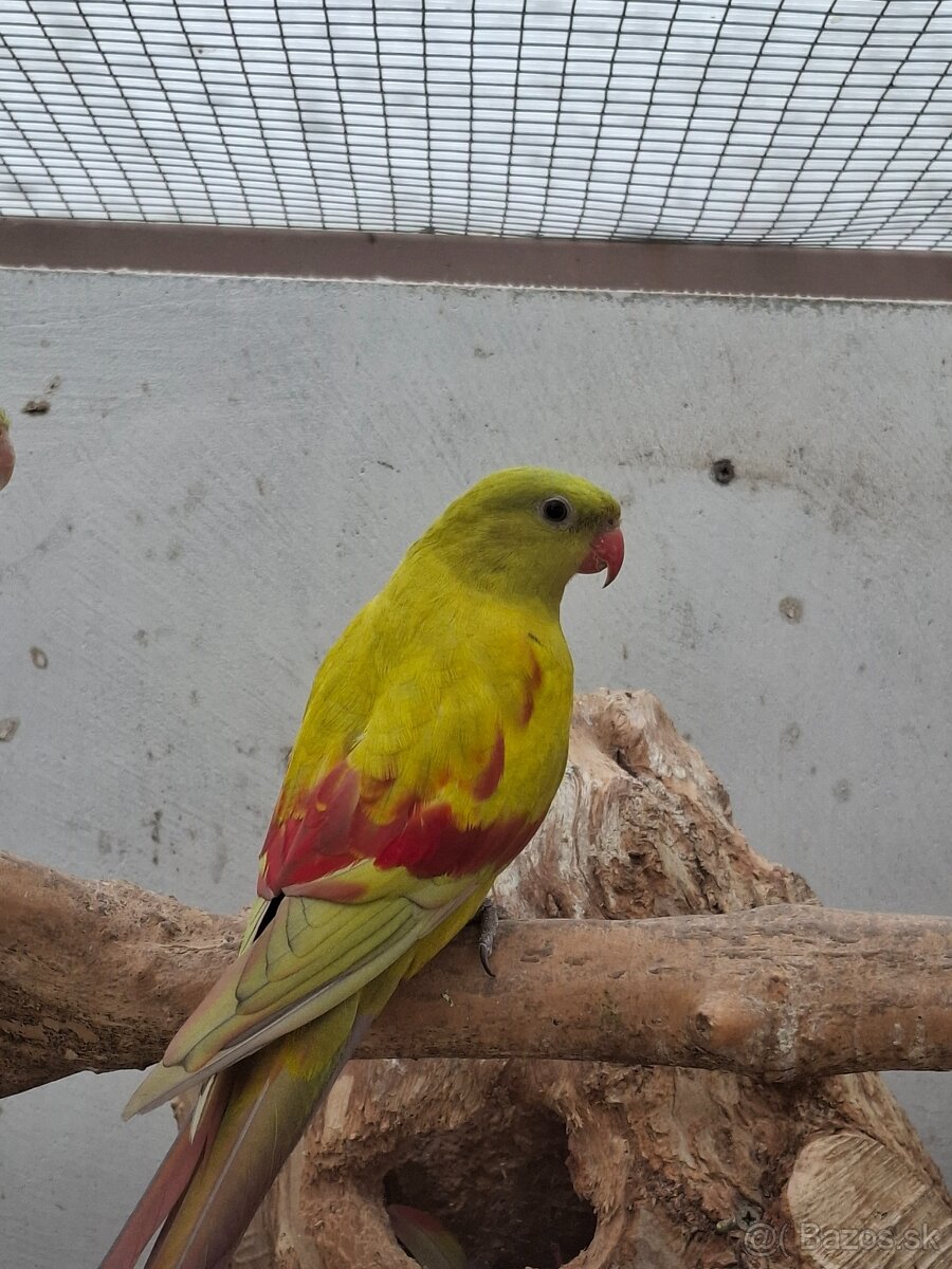 Predam - 3