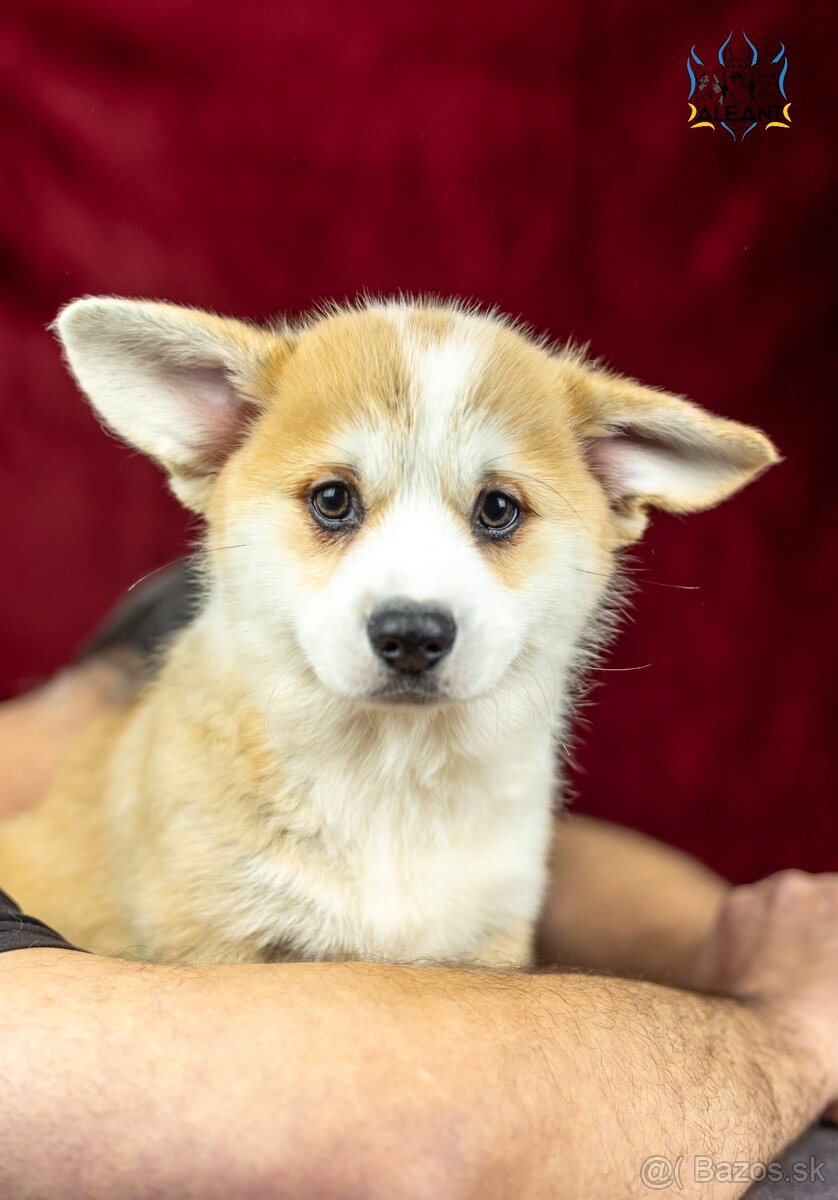 Predám šteniatka plemena Welsh Corgi Pembroke - 3