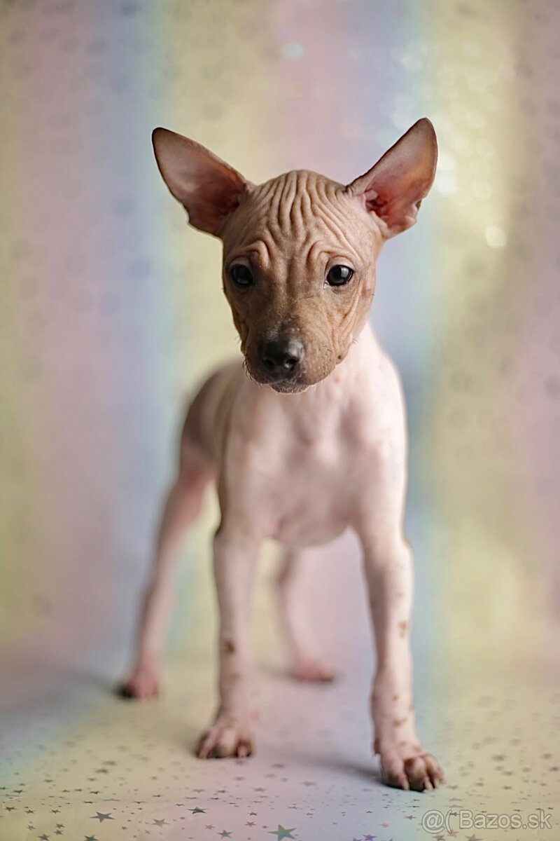 Americký bezsrstý terrier s PP FCI - 3