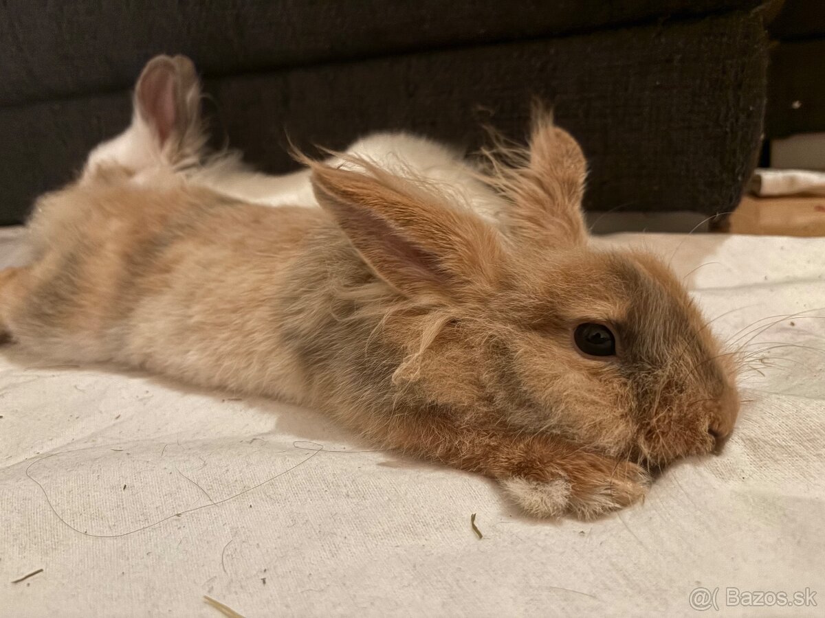 darujeme králika - 3