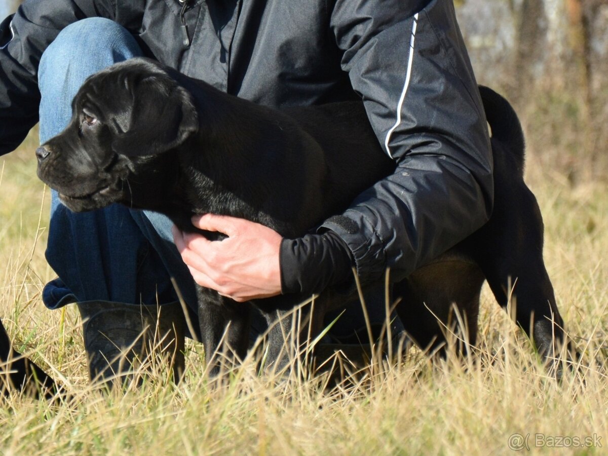 Cane corso s FCI rodokmeňom - 3