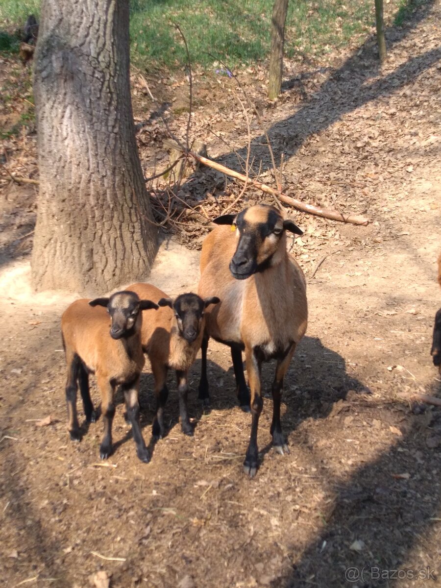kamerunské ovce - 3