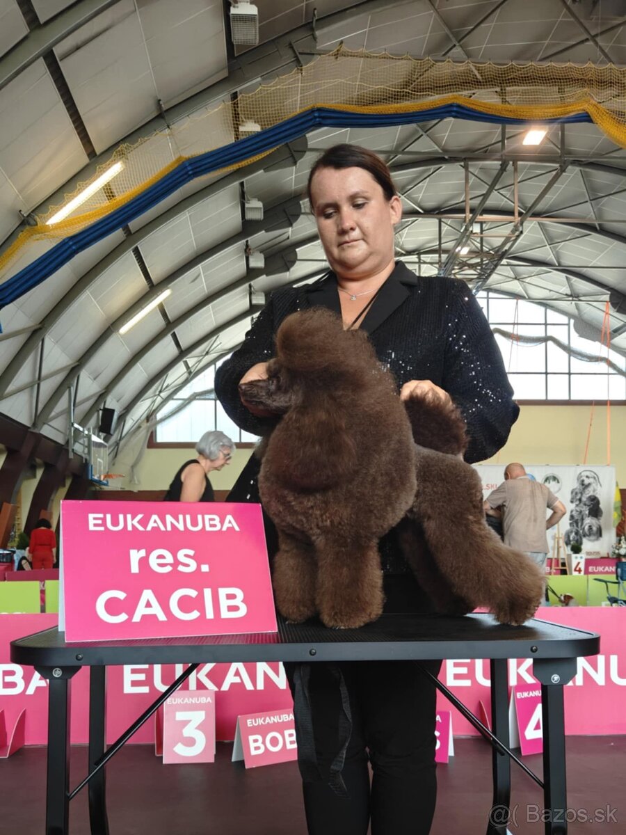 Pudel čokoládový - hnedý s PP - 3