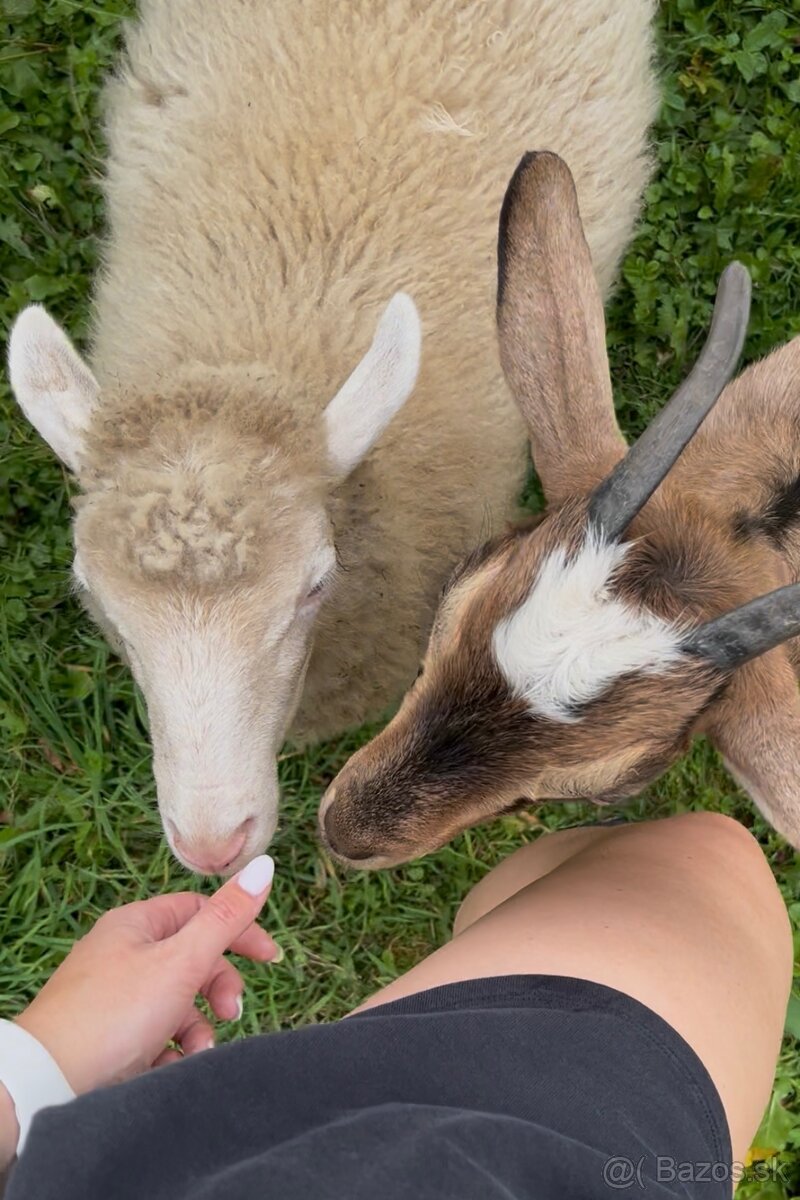 Predaj kôz a oviec - 3