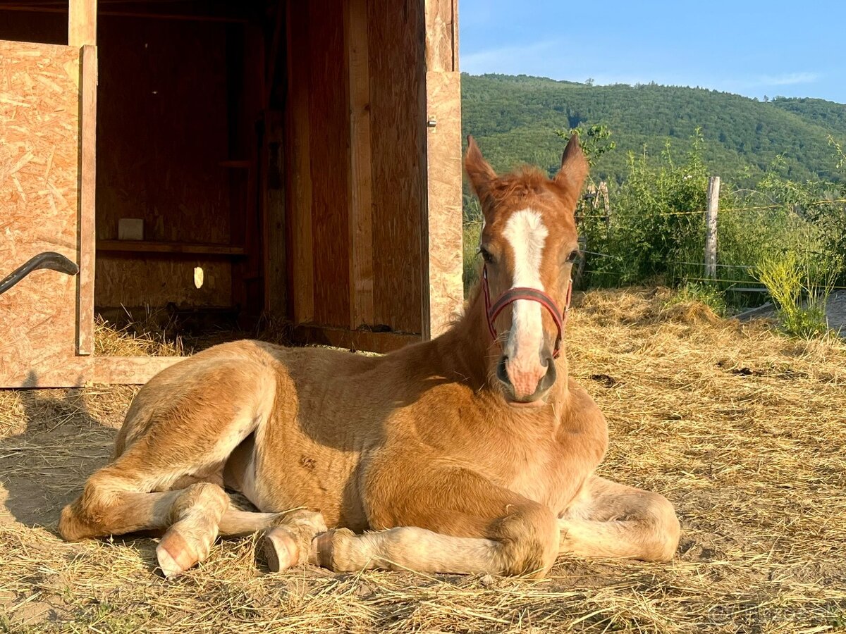 Šlonzák kobylka - 3
