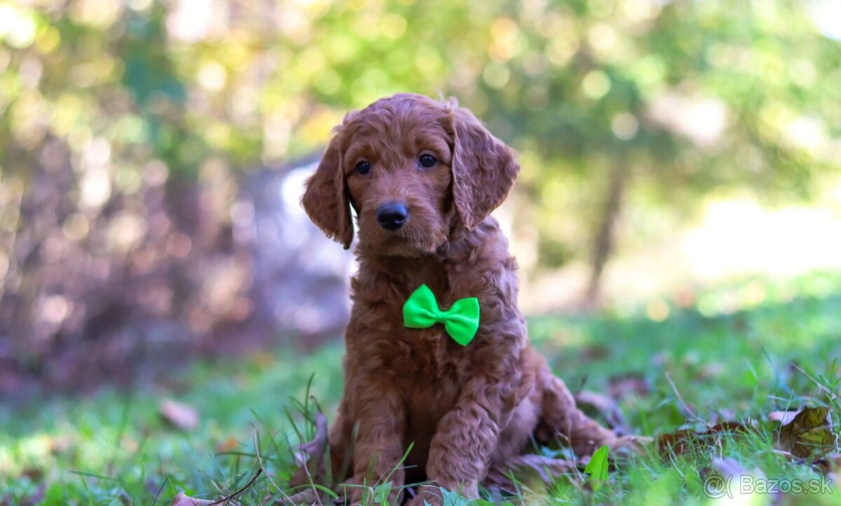 Ponúkam šteniatka Goldendoodle (fenky) - 3