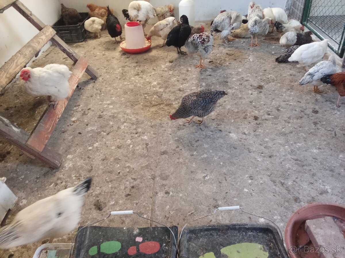 Predám tohtoročných kohútov - 3