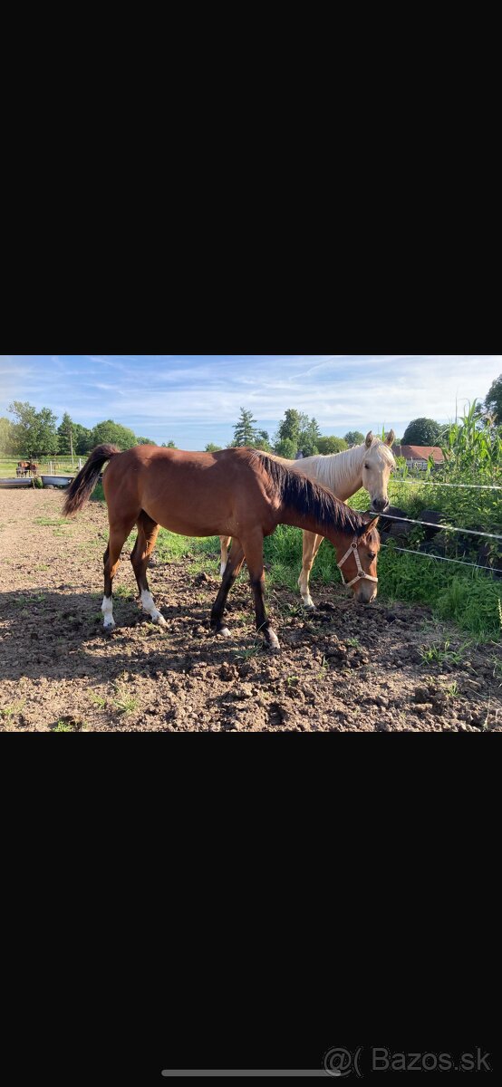 Zangersheide hrebecek - 3