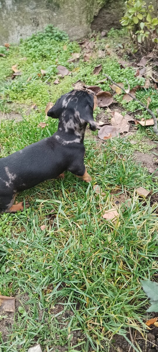 Trpaslíci jazvečík - 3