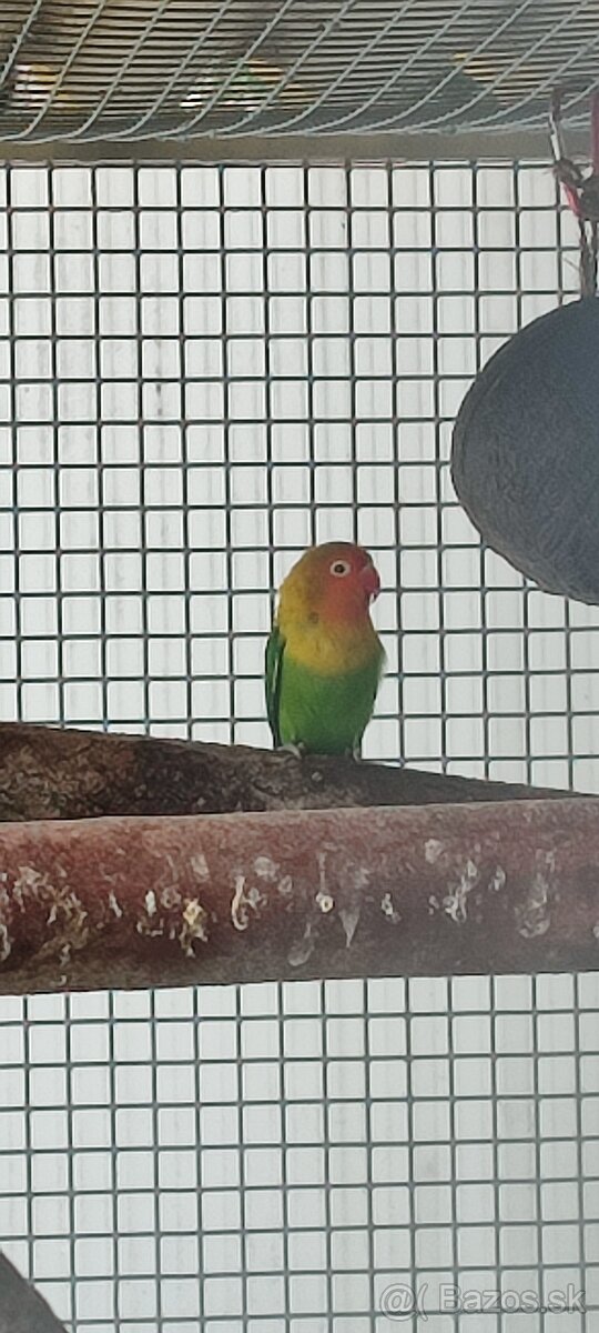 Agapornis fischer - 3