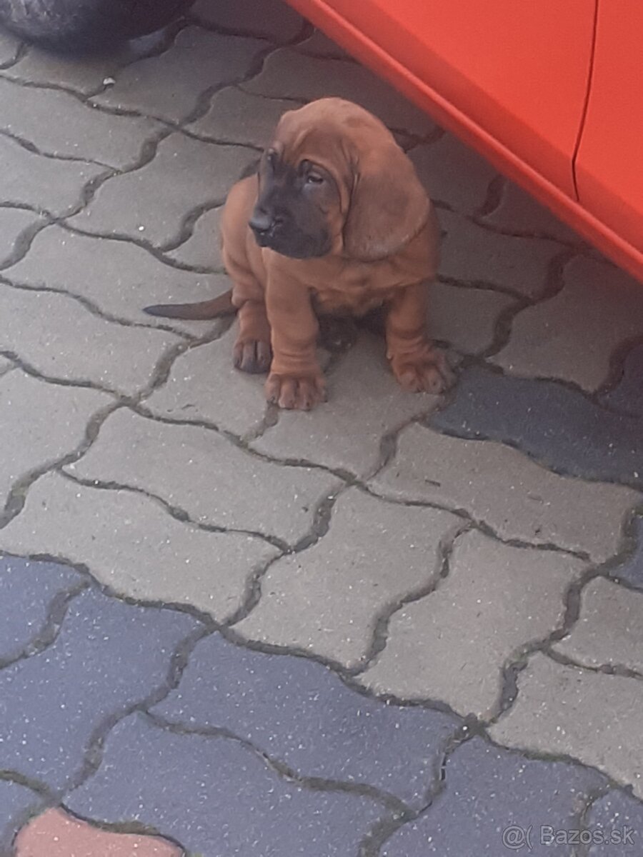 Hanoverský farbiar - 3