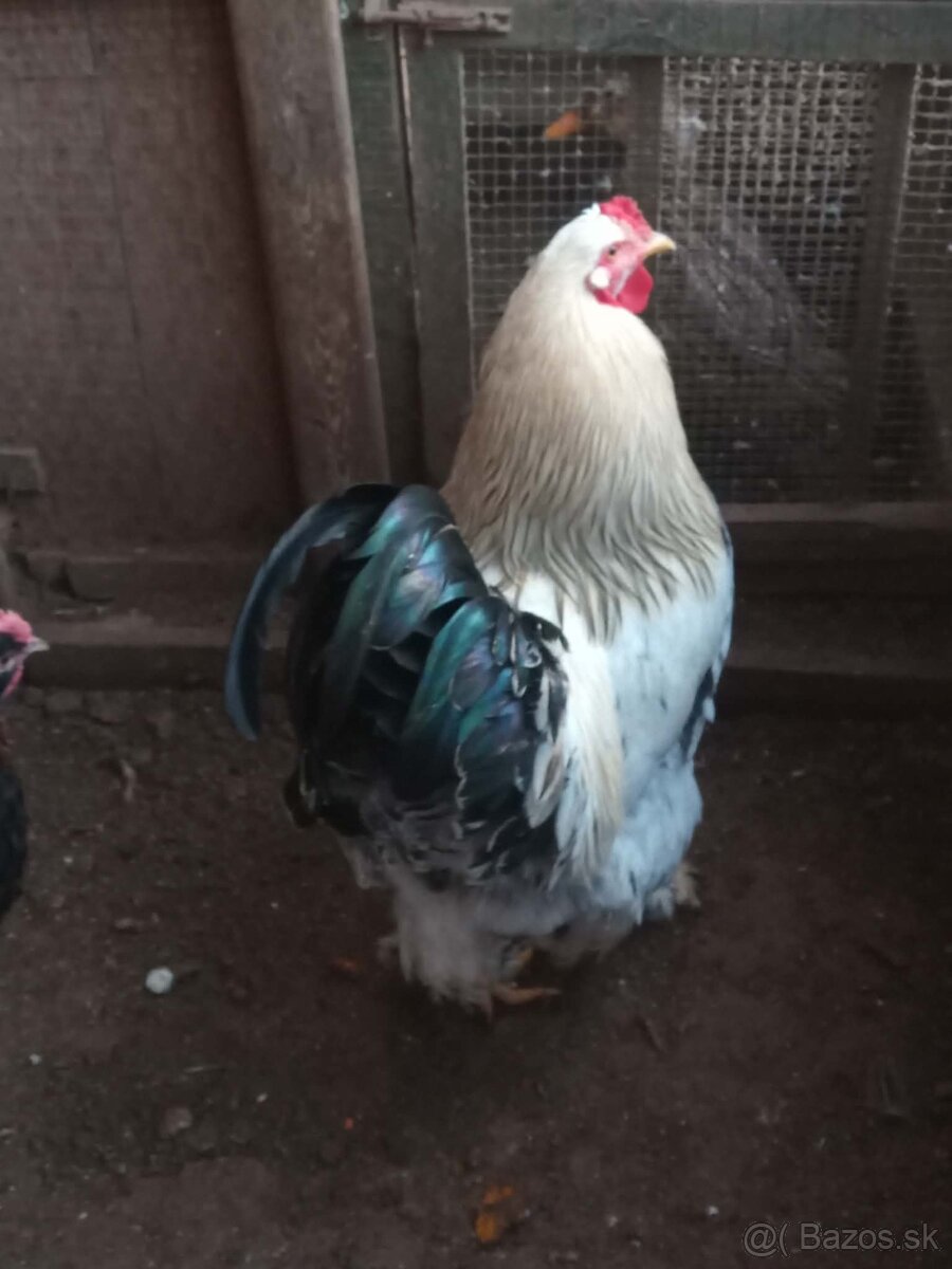 Predám brahmanky - 3