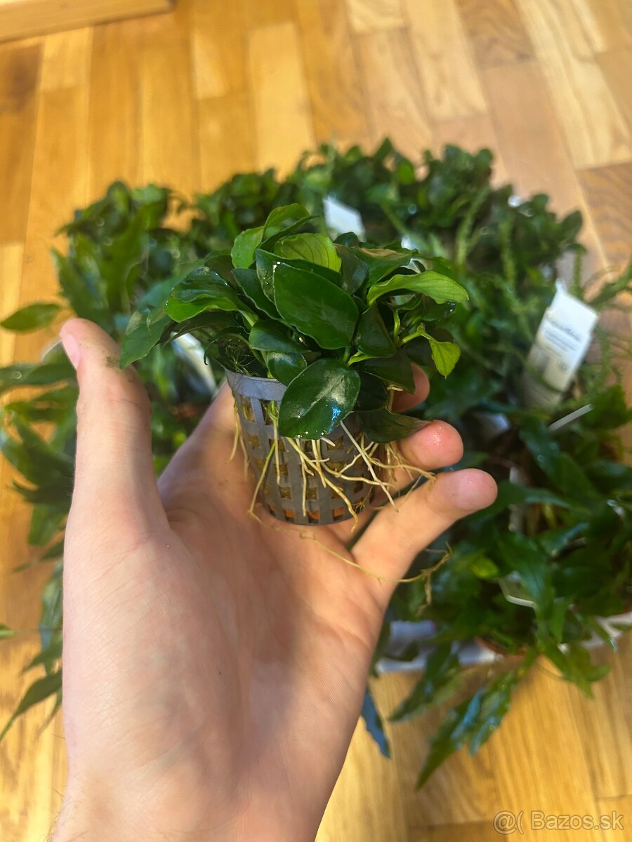 Akváriové rastliny - 3