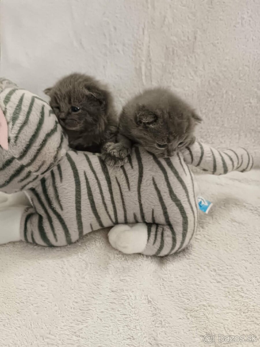 Britské modré mačiatka - 3