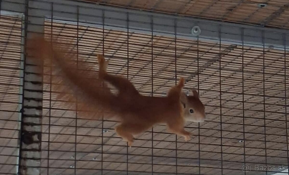 Veverička Japonská (sciurus lis) - 3