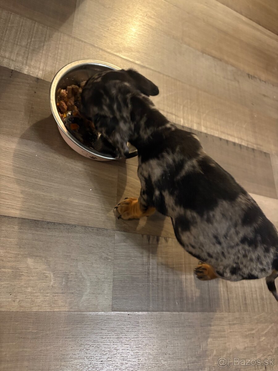 Jazvečík Trpasličí - 3