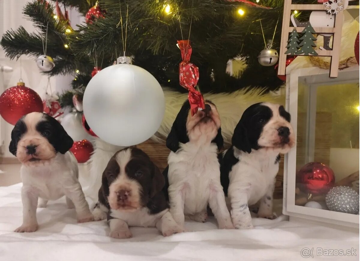 Anglický špringeršpaniel s PP pes - 3