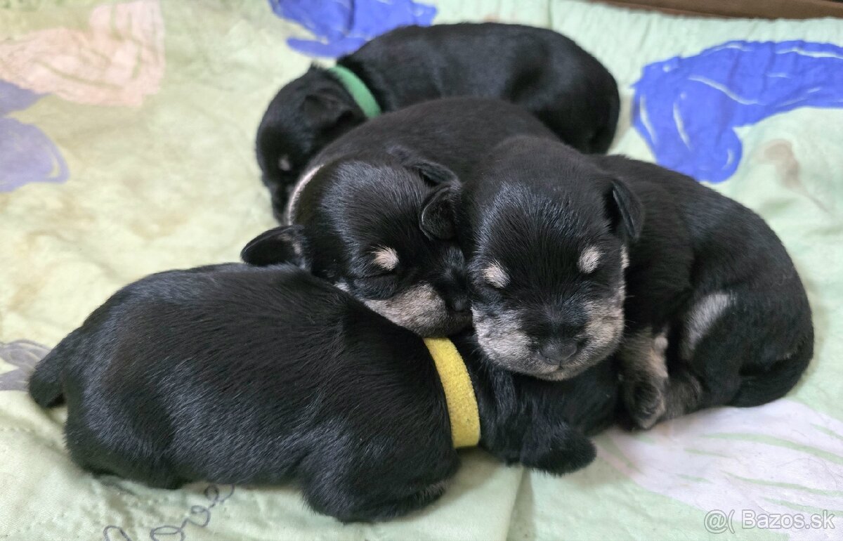 Bradáč malý čiernostrieborný - 3